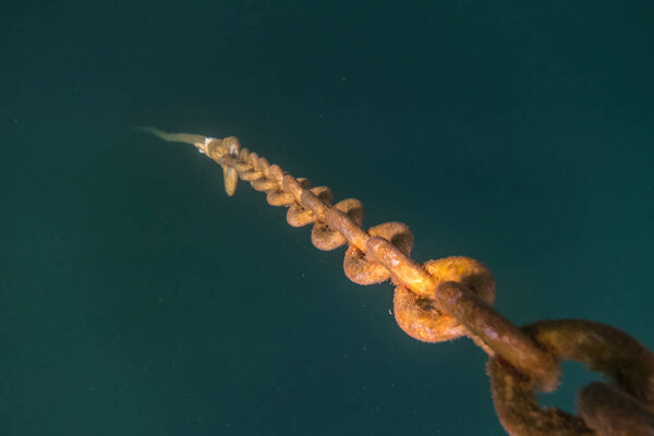 rusty chain goes deep into the bottom of a lake