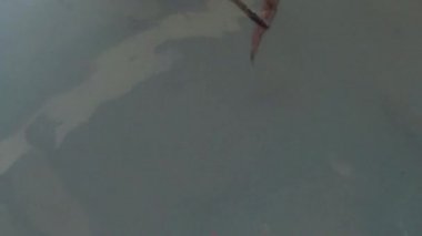 deniz kaplumbağası tatilde Endonezya 'da besleniyor.