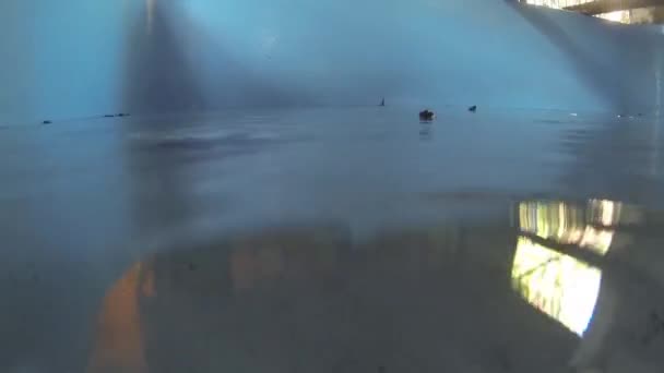 小海龟在巴里岛觅食 — 图库视频影像