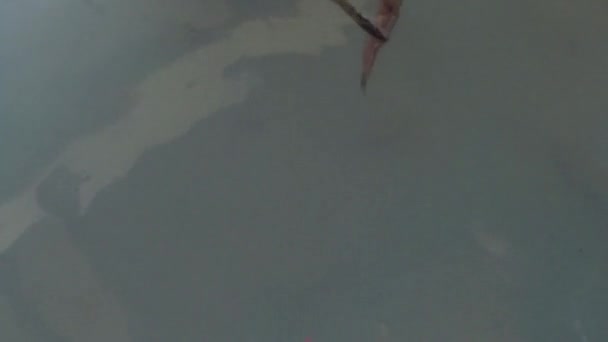 Sea Turtle Feeding Indonesia Vacation — Stock Video