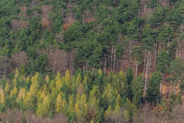 İlkbaharda yürüyüş yaparken ağaçlardan farklı renkler
