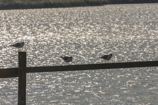 Drie Zittende Vogels Een Steiger Bij Een Meer — Stockfoto