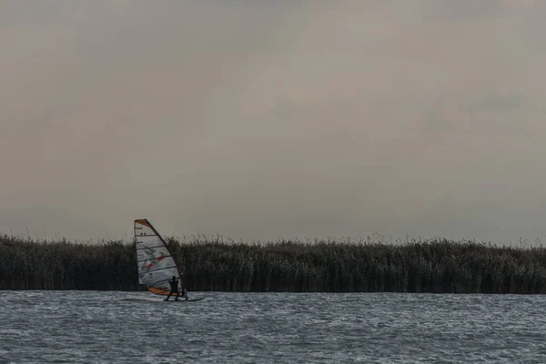 Windsurfing Κοντά Στο Καλάμι Στη Λίμνη Δυνατό Άνεμο — Φωτογραφία Αρχείου