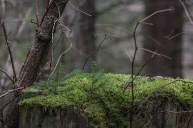 Yosun ve ormandaki ağaç kütüğündeki küçük ağaçlar.