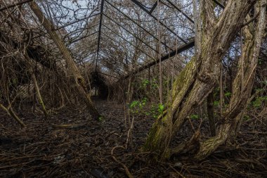 sarmaşık sarmaşıkları olan bir sera.