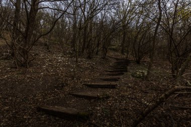 Ormanda yürürken bir mağaraya çıkan tahta merdivenler.