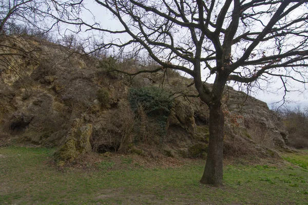 在自然界中有洞穴和树的悬崖 — 图库照片