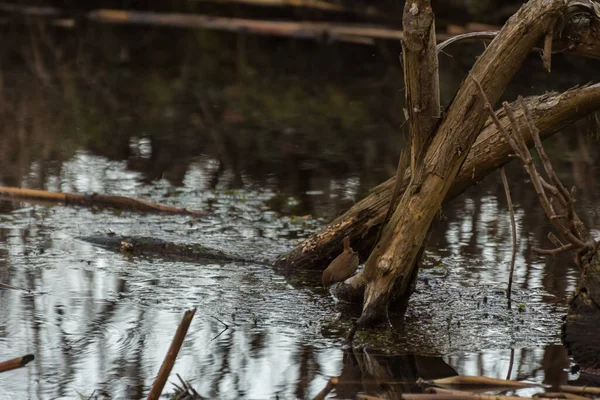 Hnědý Pták Pije Jaře Potoka — Stock fotografie