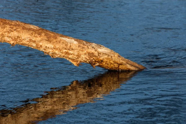 Riflessione Tronco Albero Nell Acqua Ruscello — Foto Stock