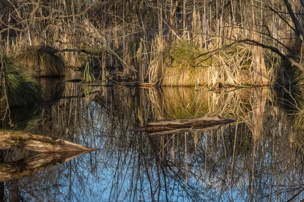 Reflexion Von Pflanzen Einem Sumpf Der Sonne — Stockfoto