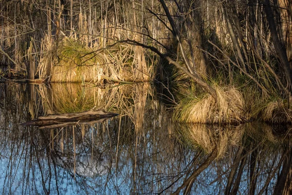 Reflexion Aus Schilf Und Bäumen Einem Sumpf — Stockfoto