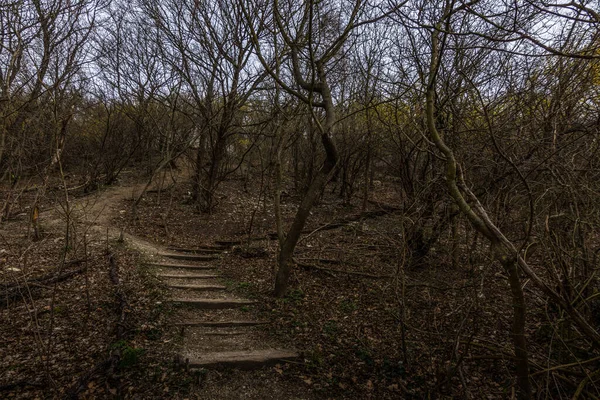 Escalier Dans Une Forêt Entre Les Arbres Pendant Randonnée — Photo