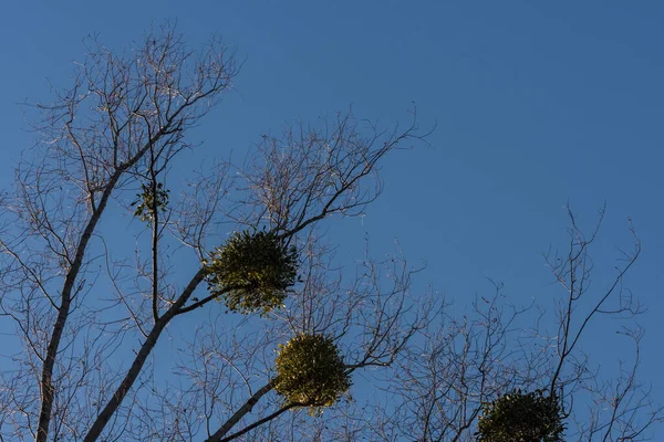 Muérdago Árboles Con Cielo Azul —  Fotos de Stock