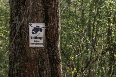 Ormandaki bir ağaca kamera yerleştirin.