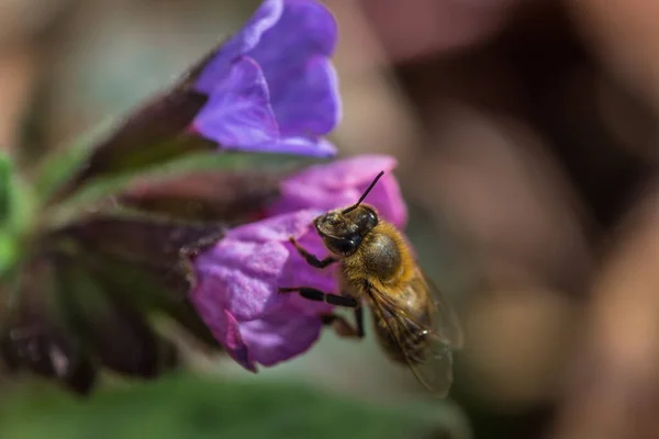 Včela Jaře Rozkvětu Plíce — Stock fotografie