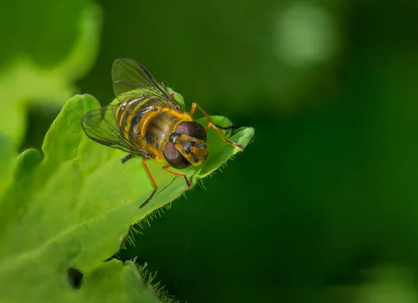 蜜蜂栖息在绿叶上 背景是绿色的 — 图库照片