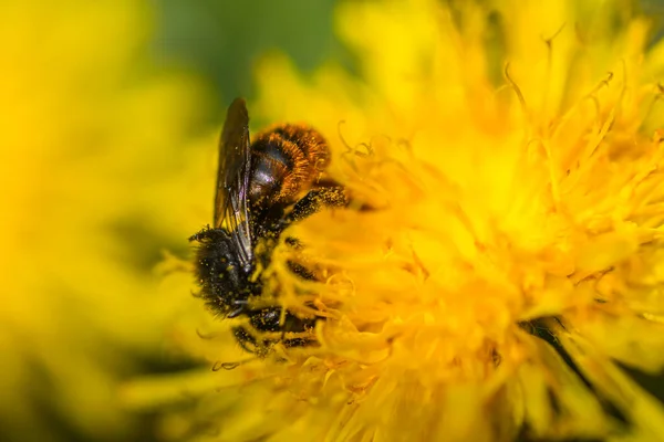 春にはタンポポの花に花粉が咲き — ストック写真