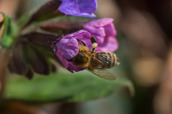Bee Blossom Lungwort Spring — Stock Photo, Image