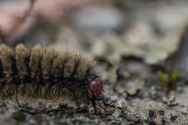 Brown Caterpillar Tree Trunk Forest Makro View — Stock Photo, Image