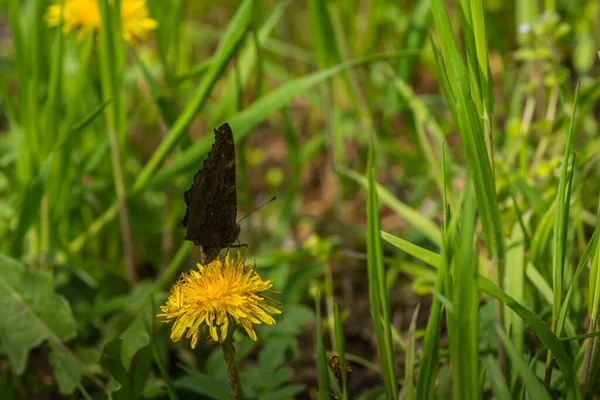 Flor Diente León Con Una Mariposa Bosque — Foto de Stock