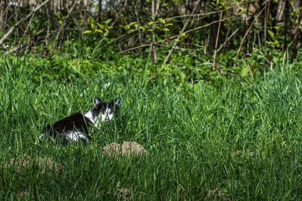 Γάτα Κοιτάζει Και Κρύβει Στο Ψηλό Πράσινο Γρασίδι — Φωτογραφία Αρχείου