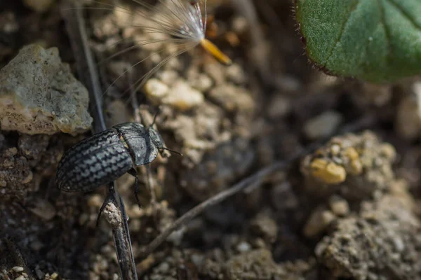 Escarabajo Negro Suelo Bosque — Foto de Stock