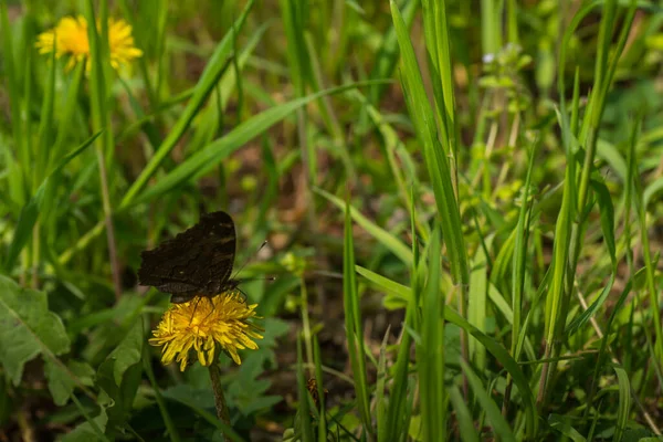 Mariposa Sobre Una Flor Diente León Hierba — Foto de Stock