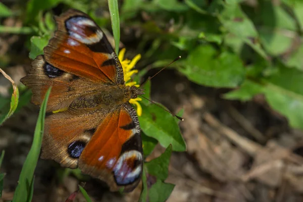 Pfauenschmetterling Auf Einem Blatt Detailansicht Wald — Stockfoto