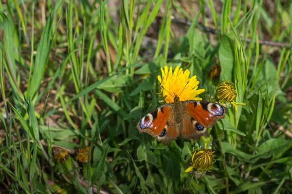 Papillon Paon Sur Une Fleur Pissenlit Dans Forêt — Photo