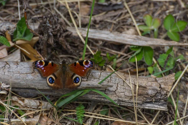 Paon Papillon Sur Vieux Bois Dans Forêt — Photo