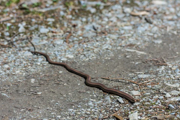Φίδι Slowworm Στον Ήλιο Στο Έδαφος Ενώ Πεζοπορία — Φωτογραφία Αρχείου