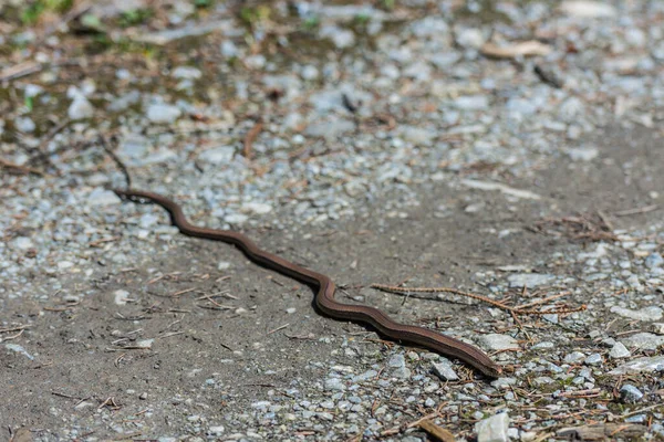 Verme Lento Serpente Sole Terra Durante Escursioni — Foto Stock