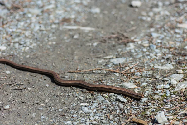 道の上の地面に蛇の幼虫が — ストック写真