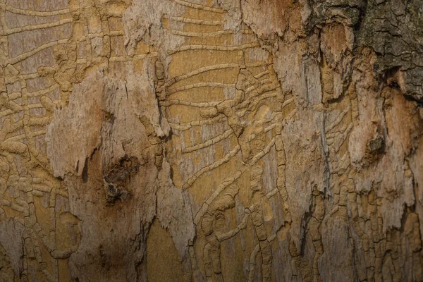 Tree Trunk Bark Beetle Tracks Detail View — Stock Photo, Image