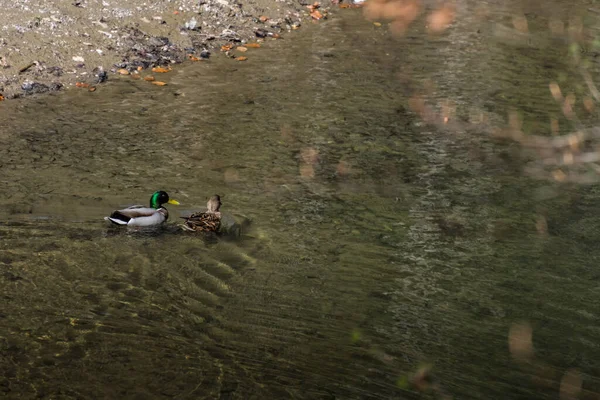 Dwie Kaczki Pływać Strumyku Naturze Podstępne Wędrówki — Zdjęcie stockowe