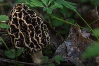 taze mantar morel ve yeşil bitkiler orman zemininde