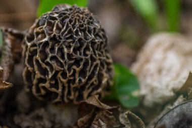 Orman manzarasında taze mantar.