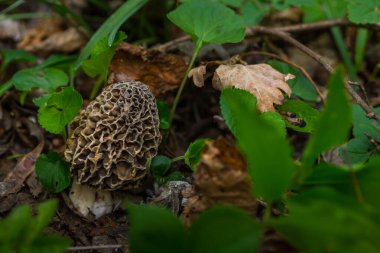 Taze mantar morel ve yapraklar ilkbaharda ormanda
