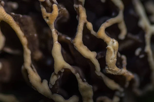 Gomba Morel Erdő Makro Kilátás — Stock Fotó