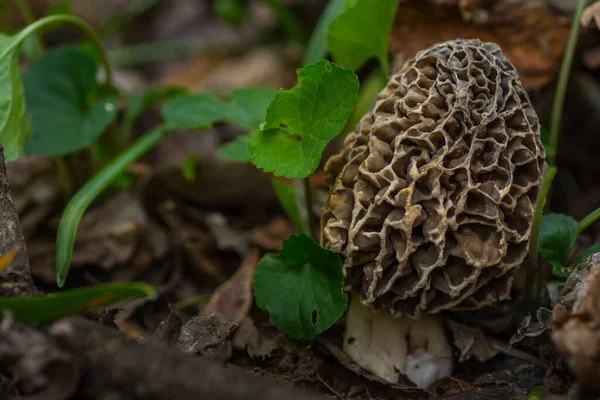 Singola Spugnola Fungo Grande Vista Nel Pavimento Della Foresta — Foto Stock