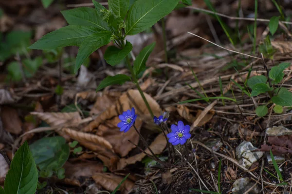 Flor Azul Liverflower Primavera Floresta — Fotografia de Stock