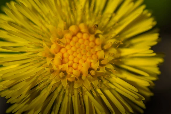 Zářící Žluté Květy Hříběte Makro Ansicht — Stock fotografie