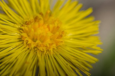 Sarı, parlak, Coltsfoot Makro Ansicht