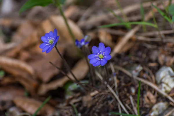 Μπλε Λουλούδι Liverflower Μεγάλη Θέα Την Άνοιξη — Φωτογραφία Αρχείου