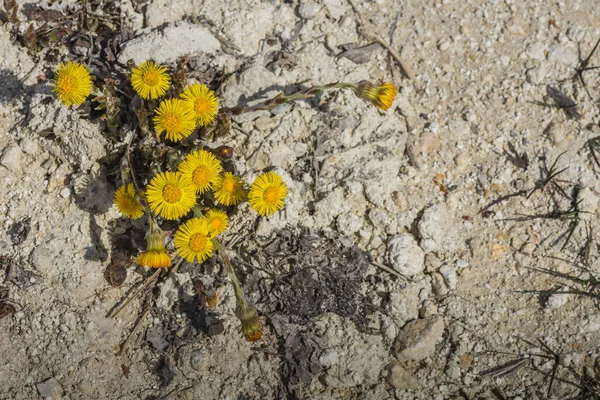 Coltsfoot White Lime Soil Quarry — Stock Photo, Image