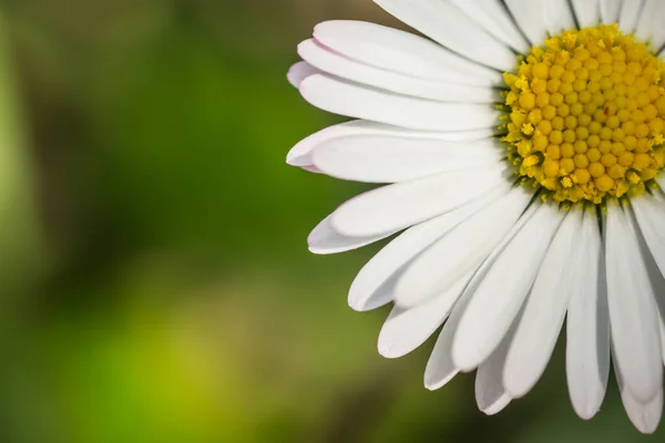 Stokrotka Kwiat Słońcu Makro Widok Zielonym Tle — Zdjęcie stockowe