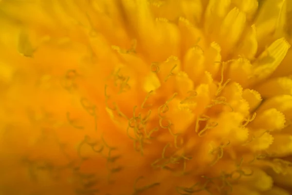 Mælkebøtte Blomstre Foråret Makro Udsigt - Stock-foto