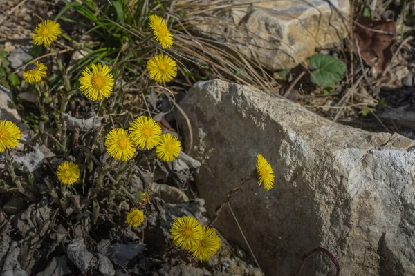 Fresh Coltsfoot Stones Spring — Stock Photo, Image