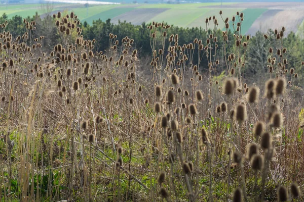 Mange Tistler Blomstrer Høyde Naturen – stockfoto