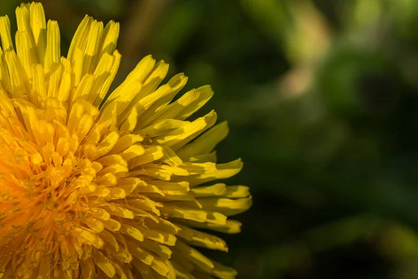 Yellow Blossom Dandelion Detail View Left Spring — Stock Photo, Image